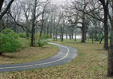 Winding Road Next to Trees